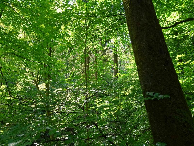 Wald heimischer Prägung Waldklein